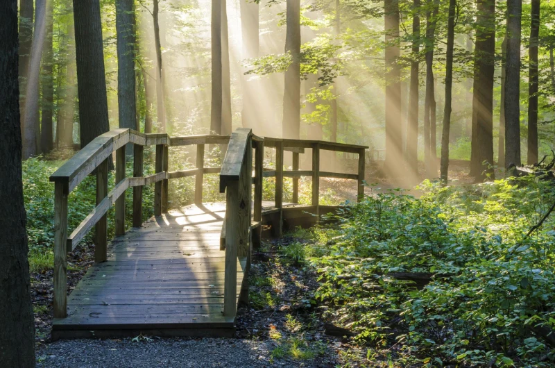 Image d'un pont en forêt sous des rayons de soleil