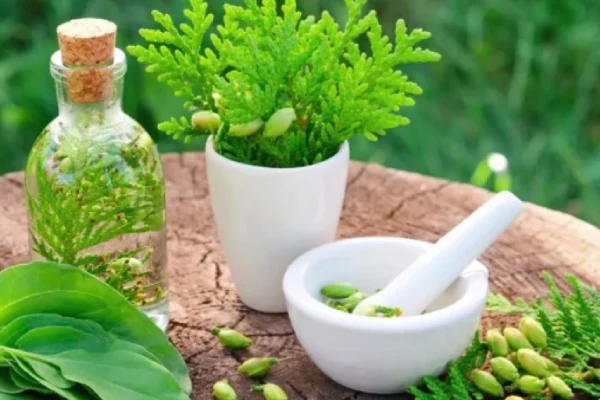 Image illustrant la phytothérapie